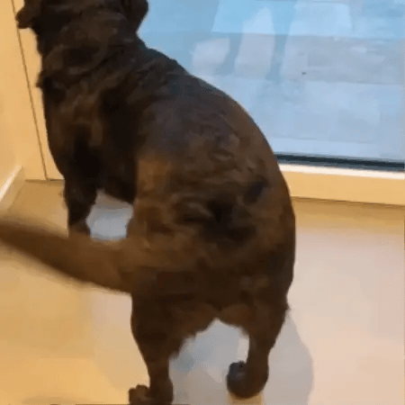 5. Watch Your Dog Be Their Happy Self Again